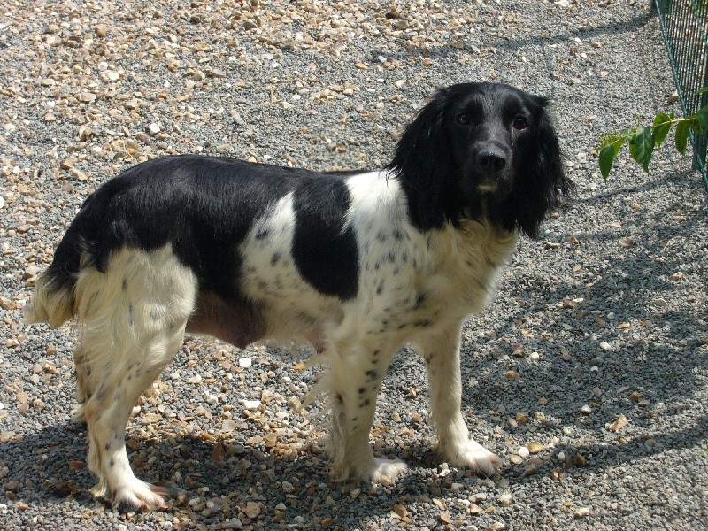 Betty des Etangs de Dame Blanche