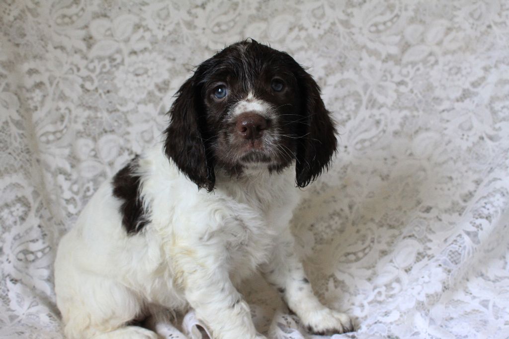 Des eaux vives - Chiot disponible  - English Springer Spaniel