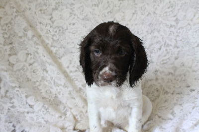 Des eaux vives - English Springer Spaniel - Portée née le 26/09/2024