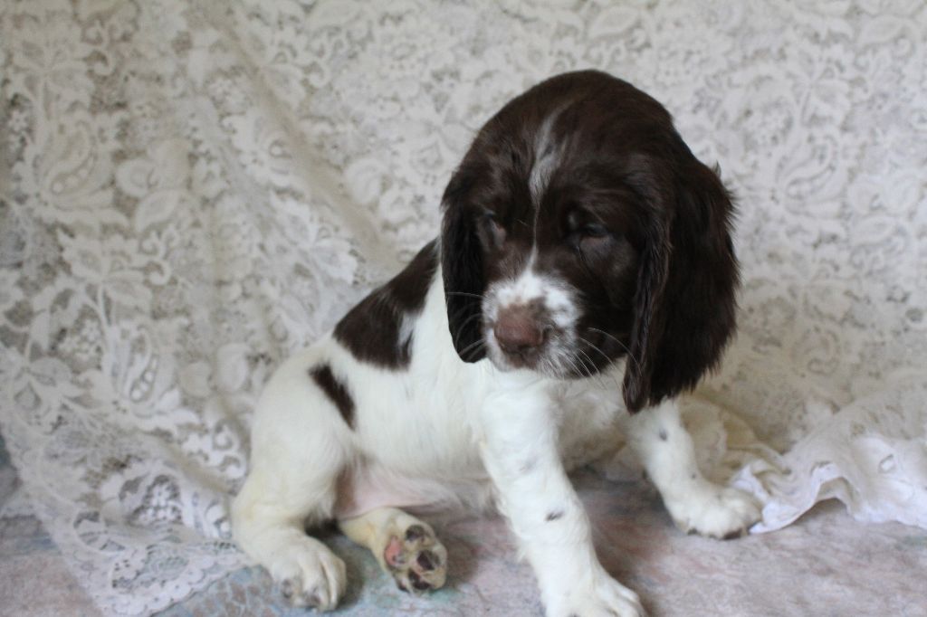 Des eaux vives - Chiot disponible  - English Springer Spaniel