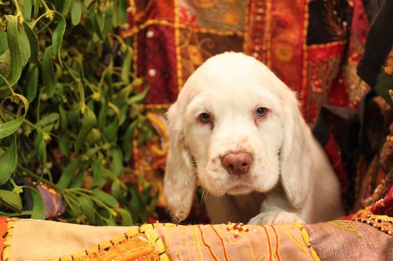 Des eaux vives - Chiots disponibles - Clumber Spaniel