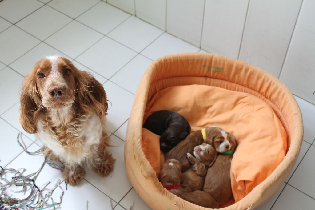 Chiot Cocker Spaniel Anglais Des eaux vives