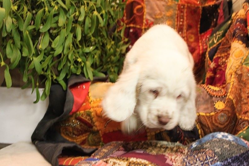 Des eaux vives - Chiots disponibles - Clumber Spaniel